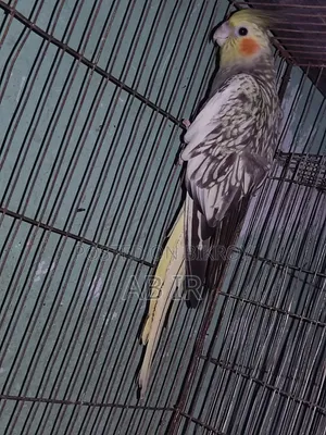 গ্রে কোকাটেল