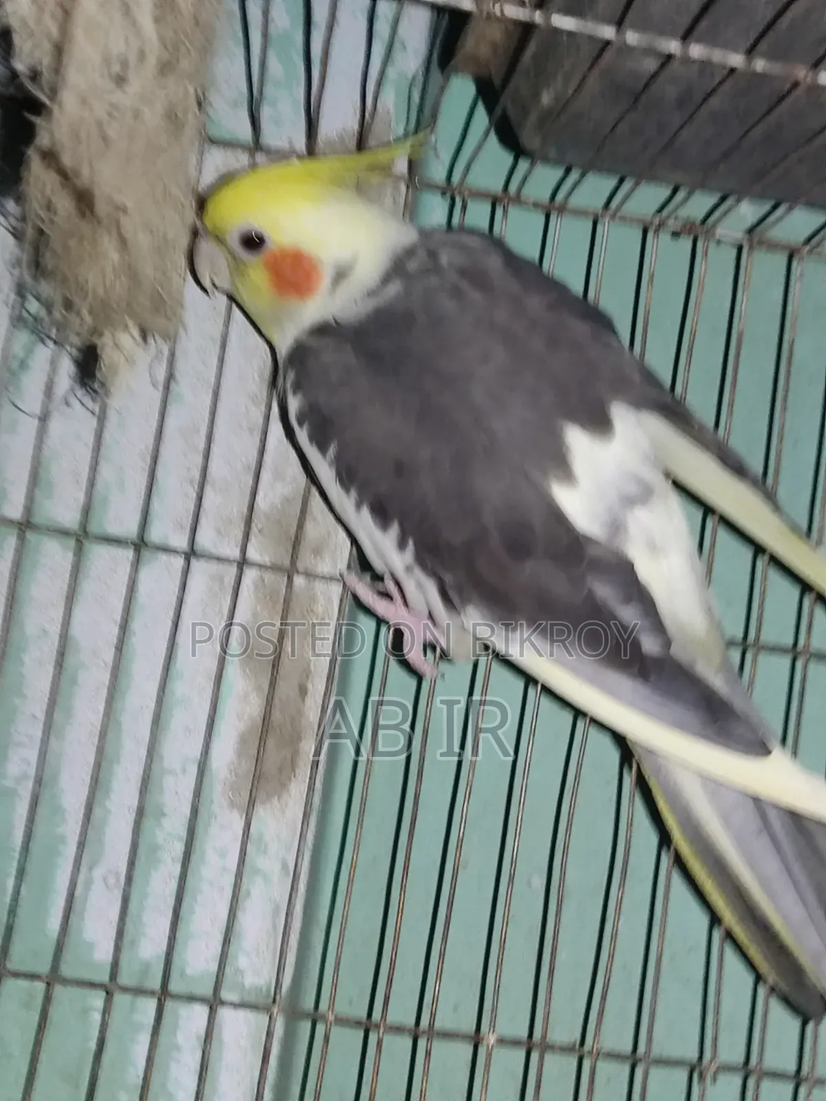 গ্রে কোকাটেল