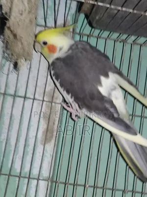 গ্রে কোকাটেল