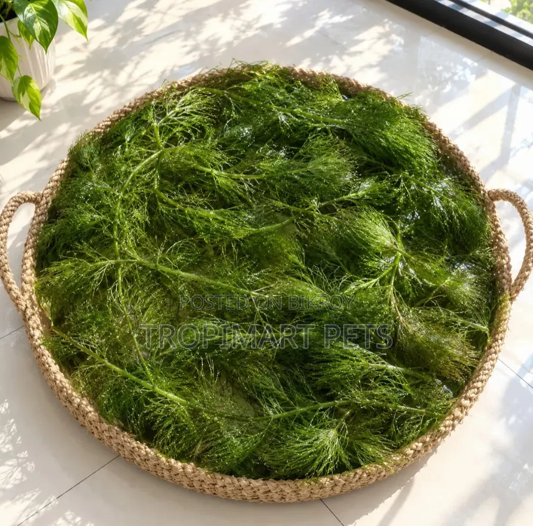 (Mega Offer) | 10 Piece (6 Inch) | Fresh Healthy Hornwort Live Plant.