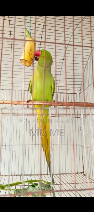 হাতে পোষ মানানো টিয়া পাখি বিক্রয়ের জন্য