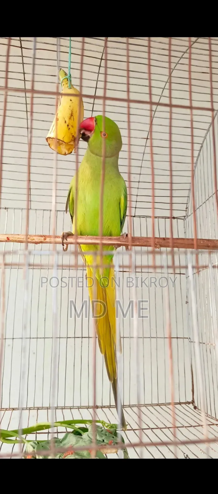 হাতে পোষ মানানো টিয়া পাখি বিক্রয়ের জন্য