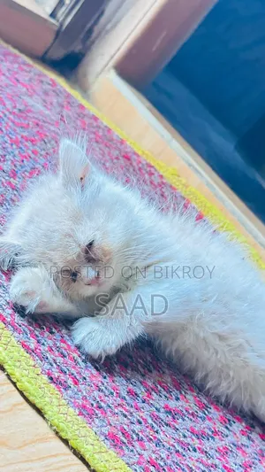 ১-৩ মাস বয়সী ফিমেল পিওরব্রেড পার্সিয়ান