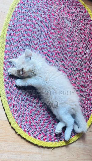১-৩ মাস বয়সী ফিমেল পিওরব্রেড পার্সিয়ান