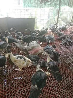 Large breed Muscovy duck