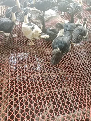 Large breed Muscovy duck