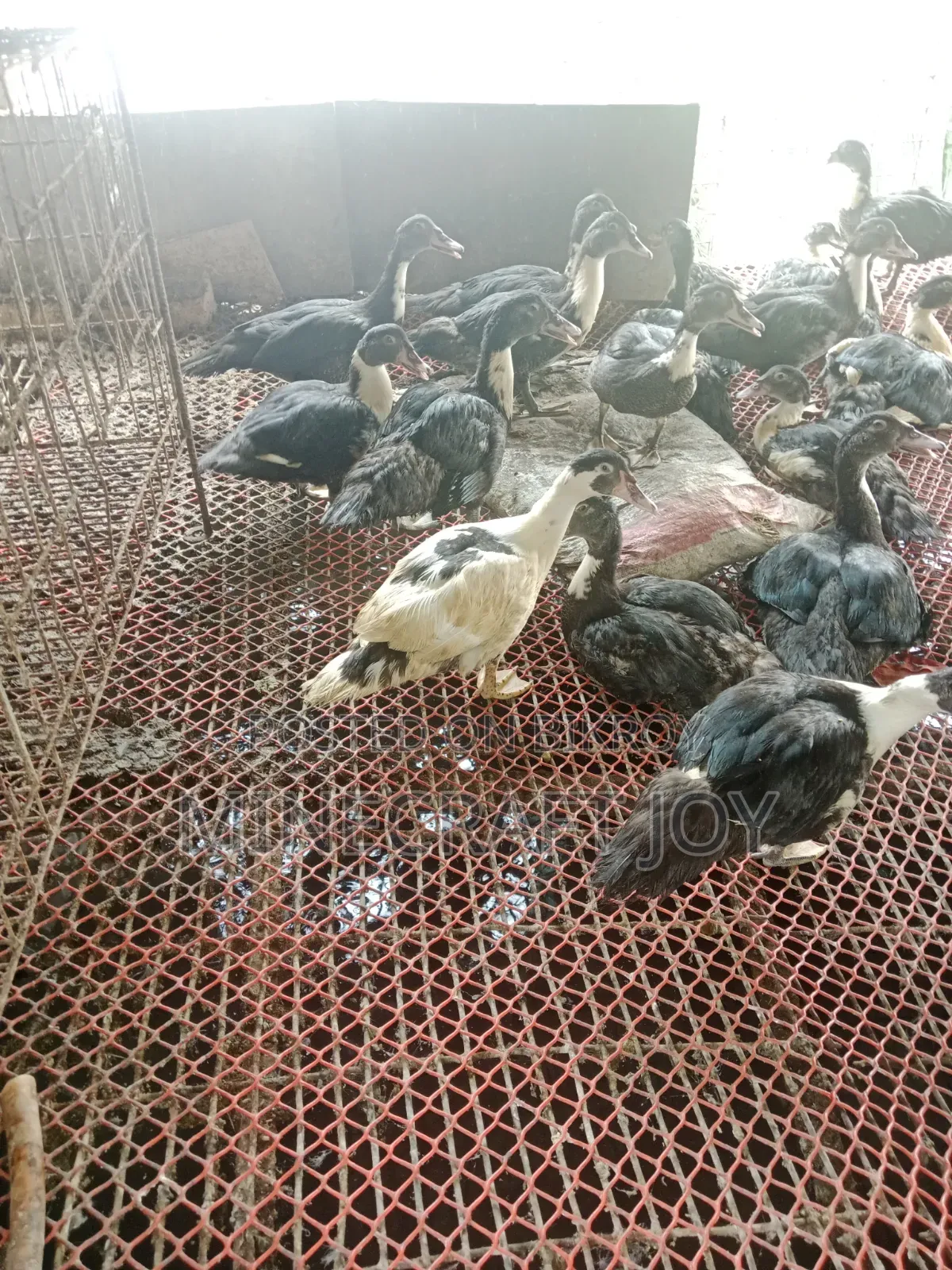 Large breed Muscovy duck