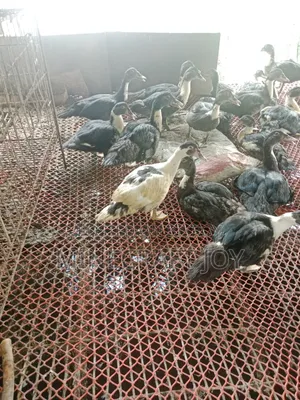 Large breed Muscovy duck