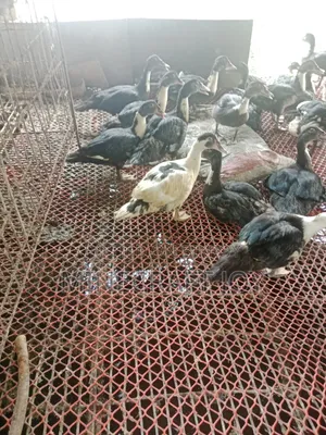 Large breed Muscovy duck
