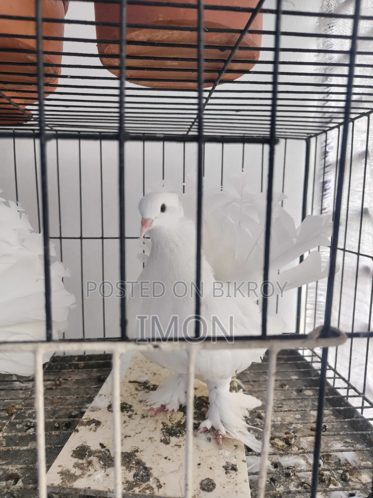Pigeon Sale