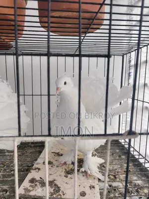 Pigeon Sale
