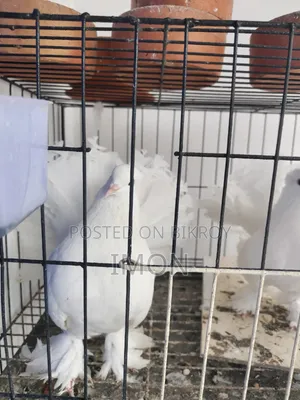 Pigeon Sale