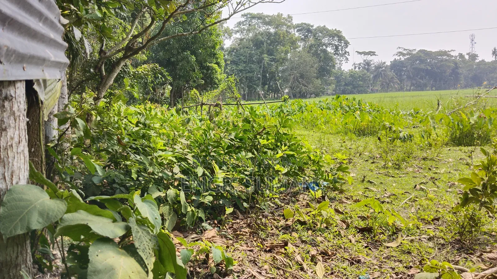 জরুরি ভিত্তিতে কম দামে ৬.৬৭ শতাংশ জমি বিক্রয়।