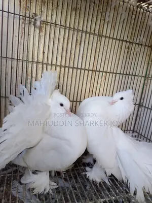 Lokhha Pair
