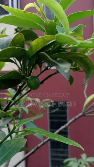 Kumquat Plant