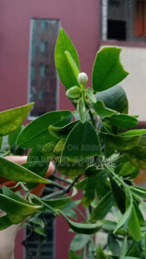 Kumquat Plant