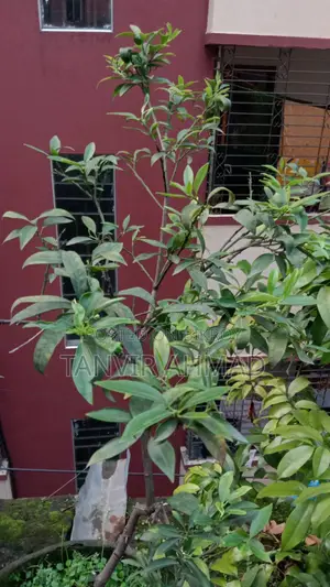 Kumquat Plant