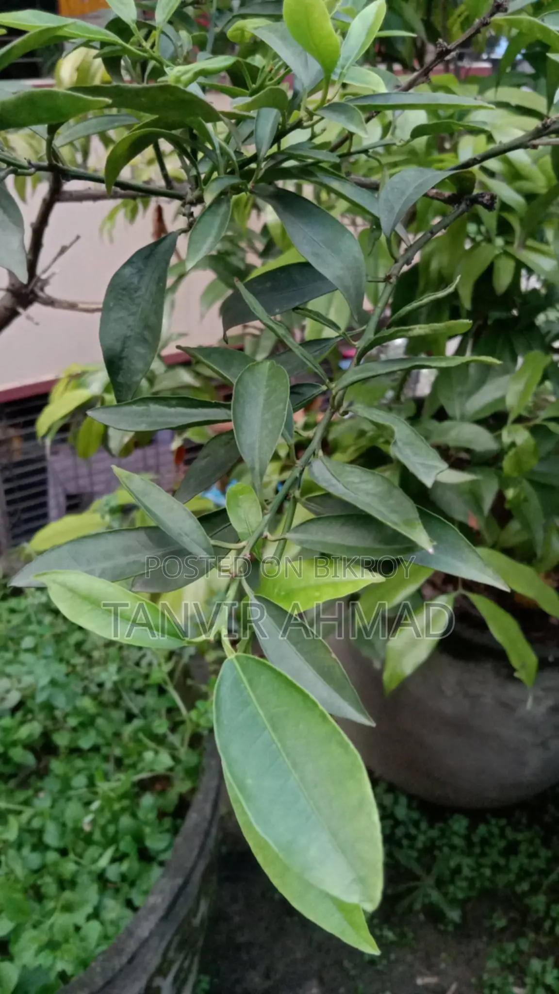 Kumquat Plant
