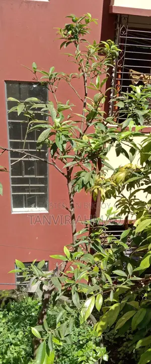 Kumquat Plant