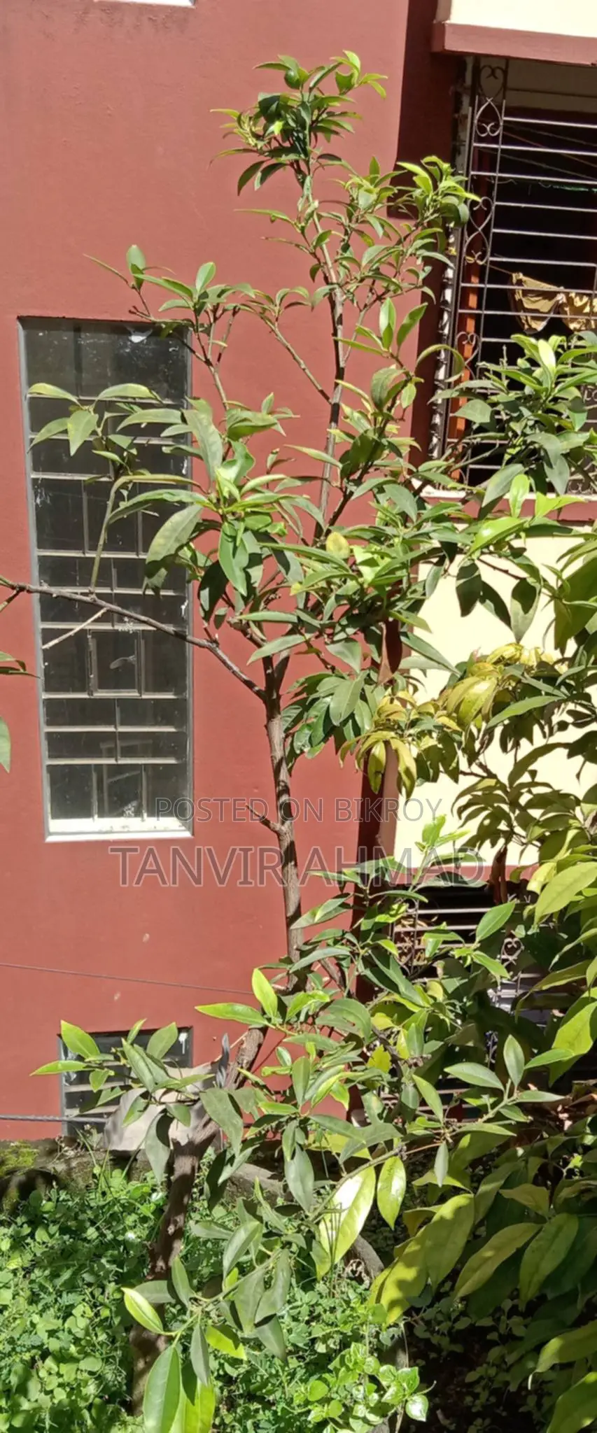 Kumquat Plant