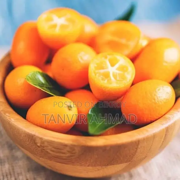 Kumquat Plant