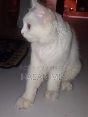 ৩-৬ মাসের ফিমেল পিউরব্রেড বেঙ্গল