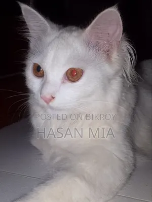 ৩-৬ মাসের ফিমেল পিওরব্রেড বেঙ্গল