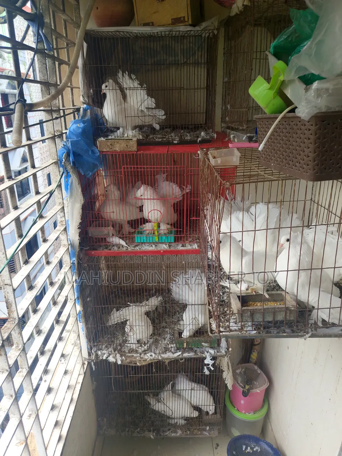 Lokhha Pair