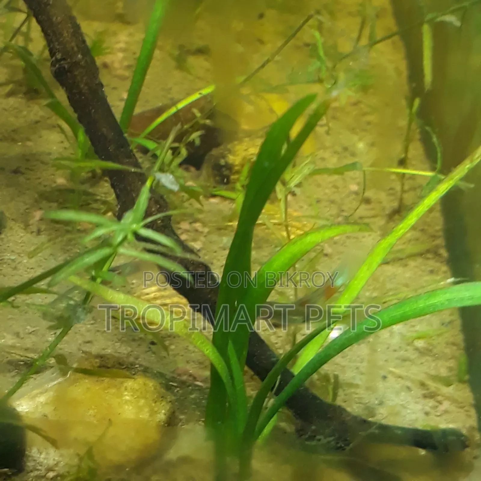 ১০ পিস | সাজিটারিয়া অ্যাকোরিয়াম উদ্ভিদ।