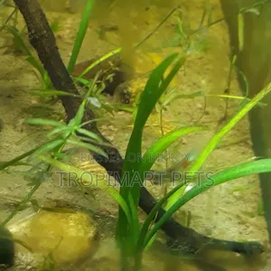 ১০ পিস | সাজিটারিয়া অ্যাকোরিয়াম উদ্ভিদ।