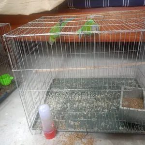 হীরামন টিয়াপাখি