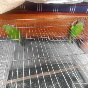 হীরামন টিয়াপাখি