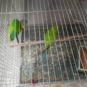 হীরামন টিয়াপাখি