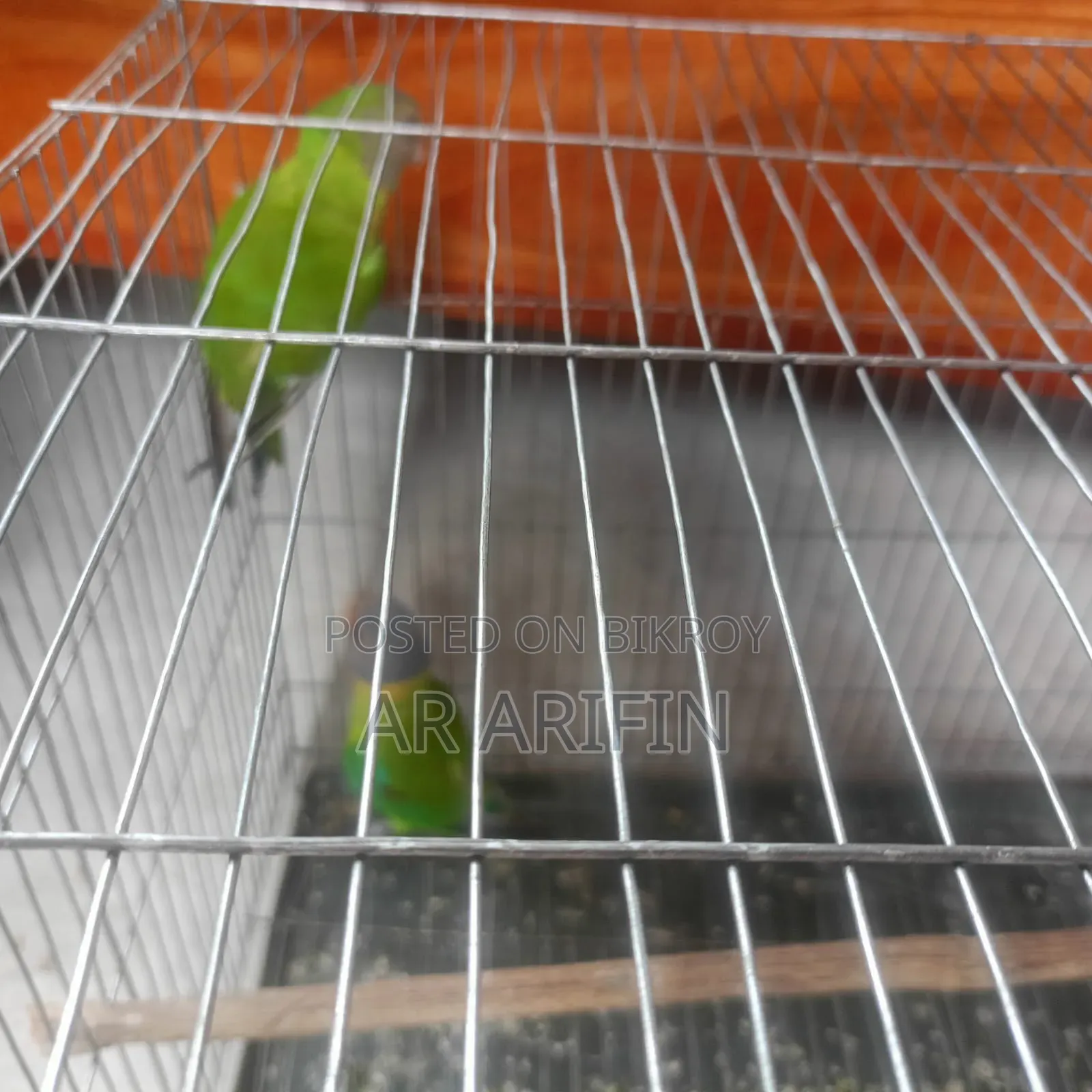 হীরামন টিয়াপাখি