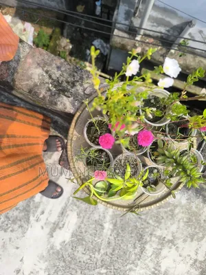 13 Types of Plants for 180 BDT