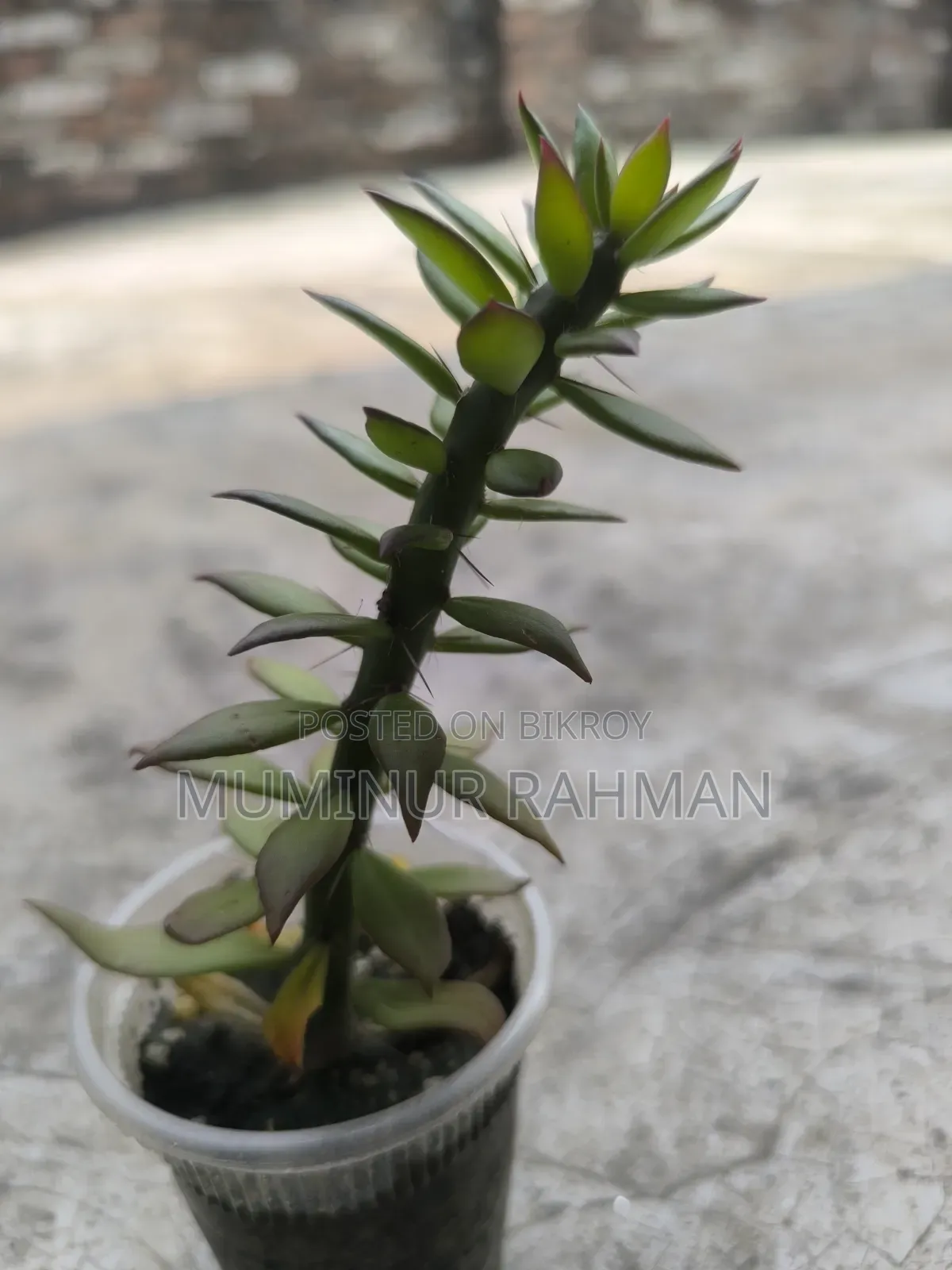 13 Types of Plants for 180 BDT