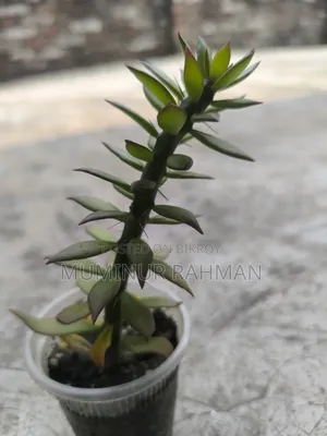 13 Types of Plants for 180 BDT