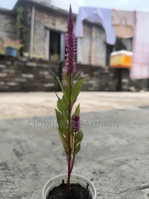 13 Types of Plants for 180 BDT