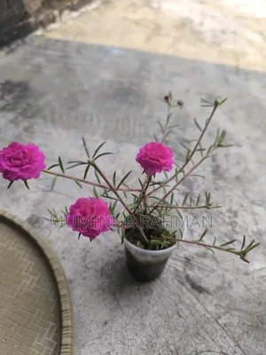 13 Types of Plants for 180 BDT