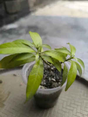 13 Types of Plants for 180 BDT