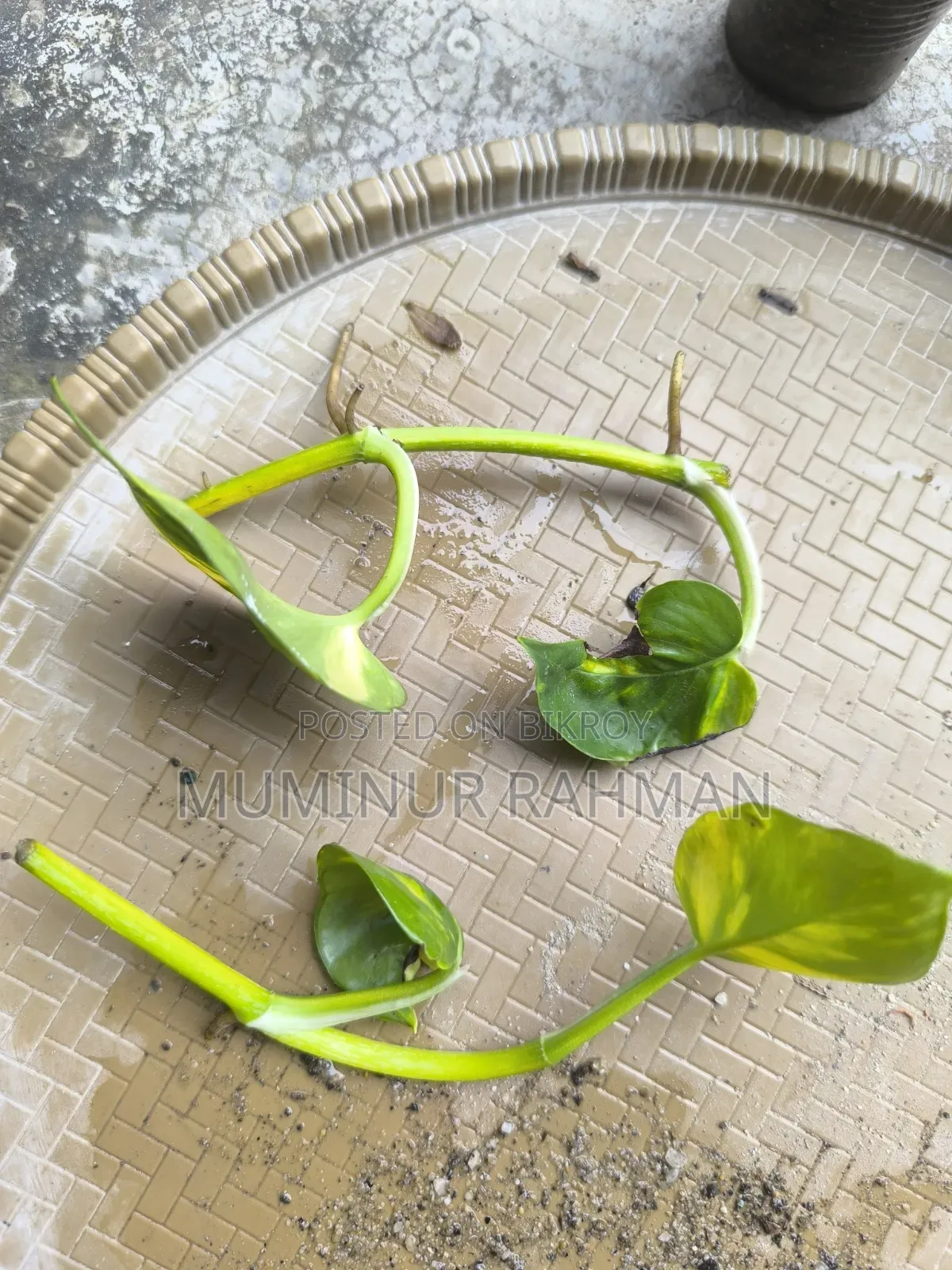 13 Types of Plants for 180 BDT
