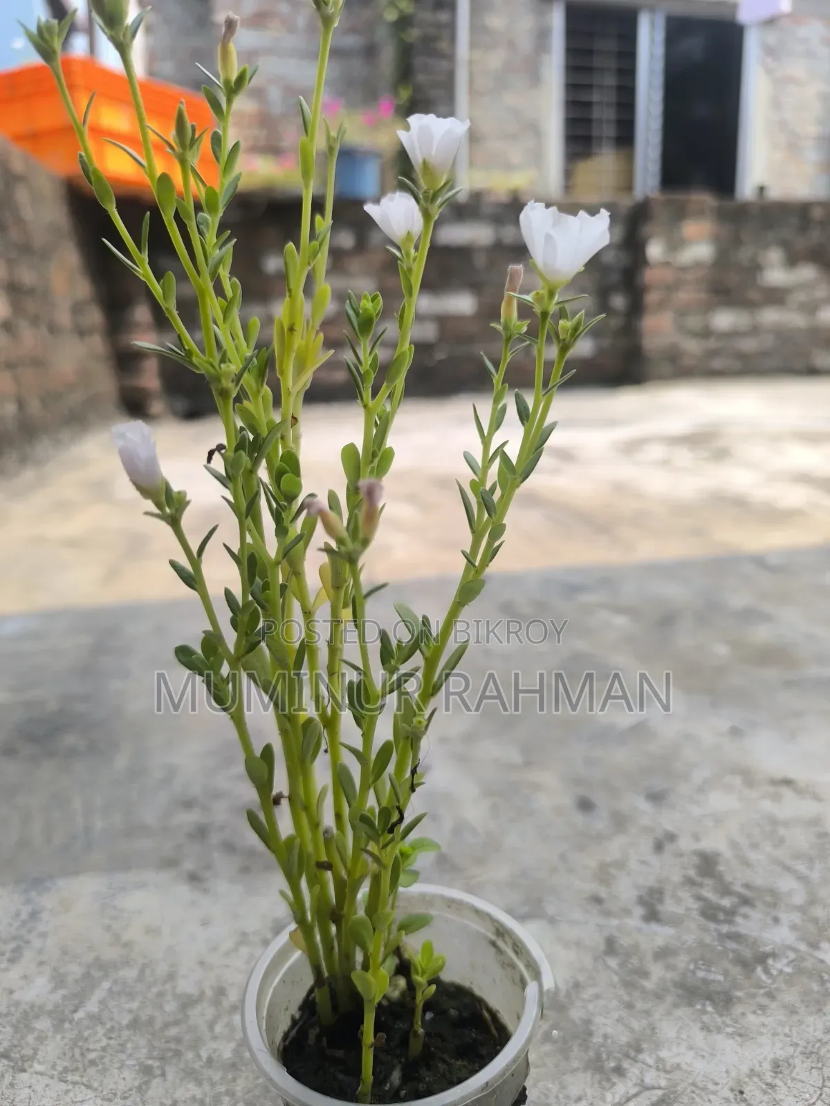 13 Types of Plants for 180 BDT