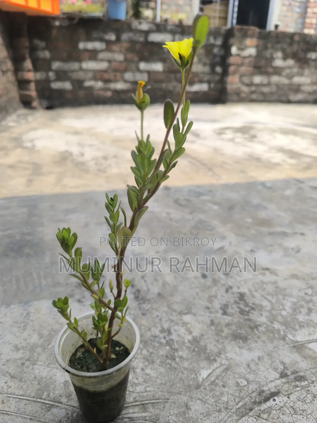 13 Types of Plants for 180 BDT