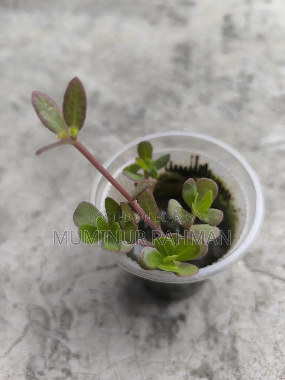 13 Types of Plants for 180 BDT