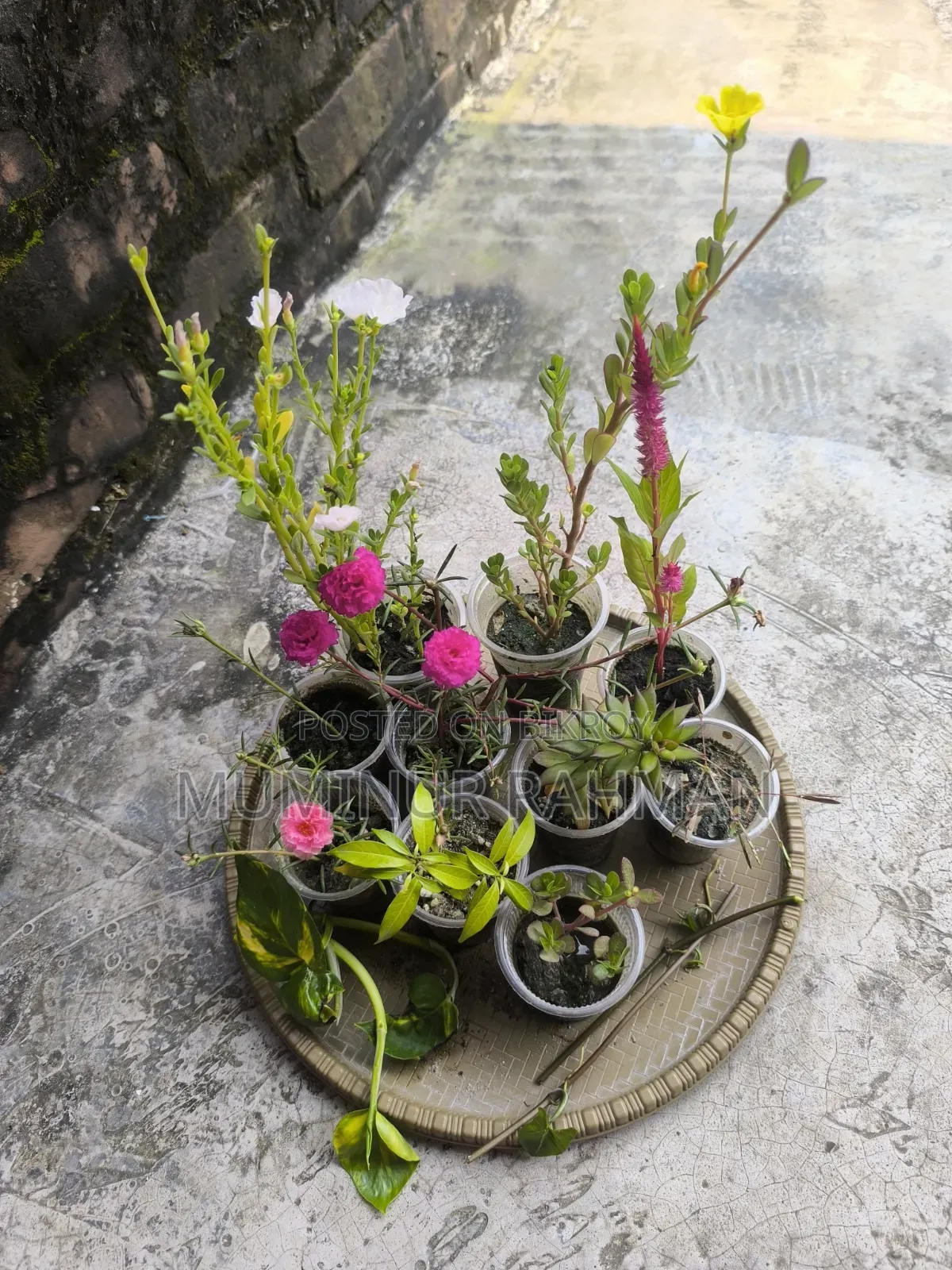 13 Types of Plants for 180 BDT