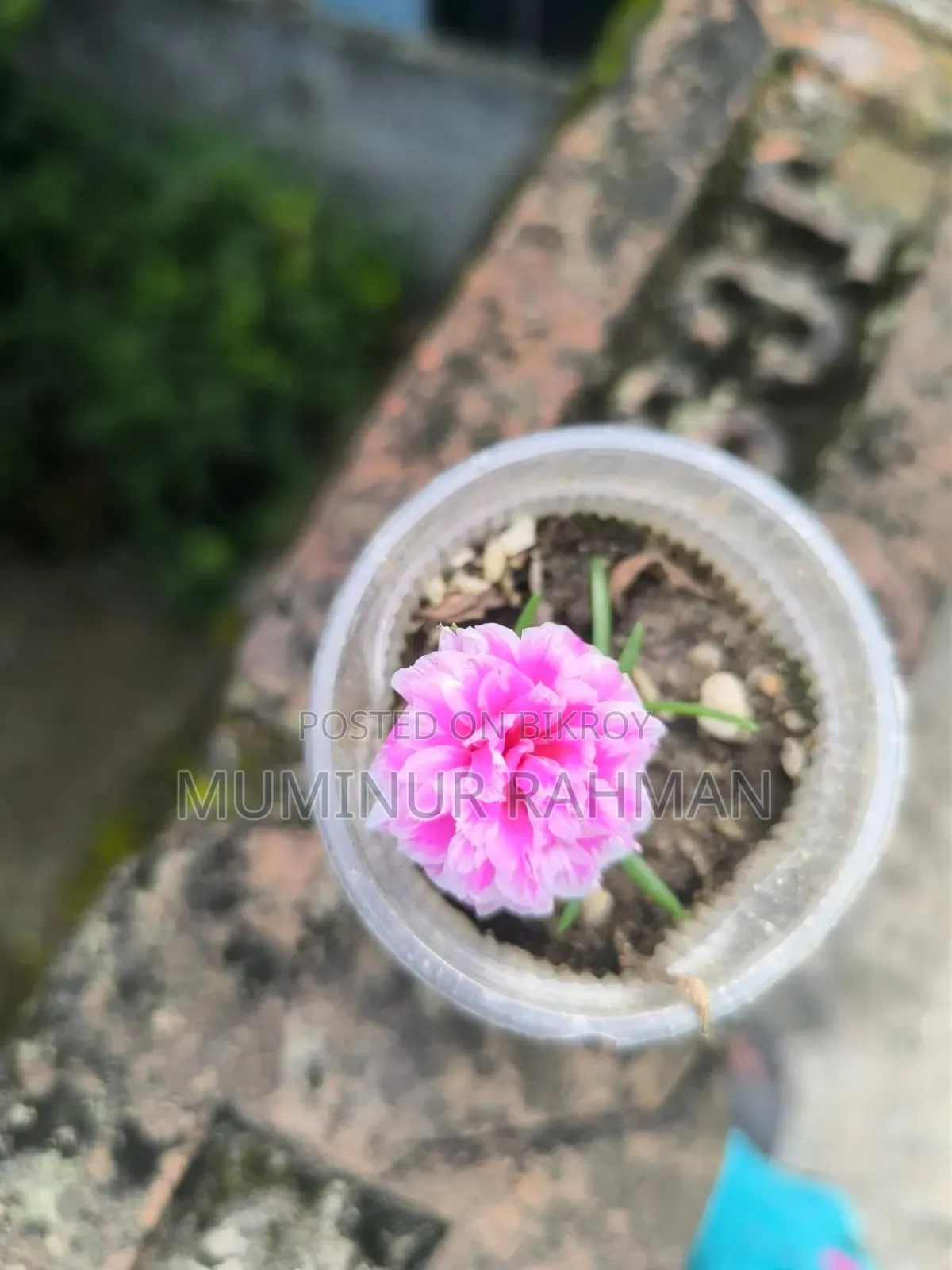 13 Types of Plants for 180 BDT