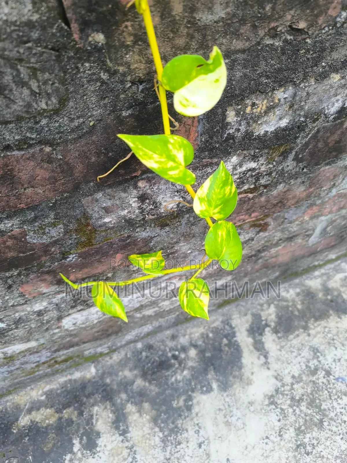13 Types of Plants for 180 BDT