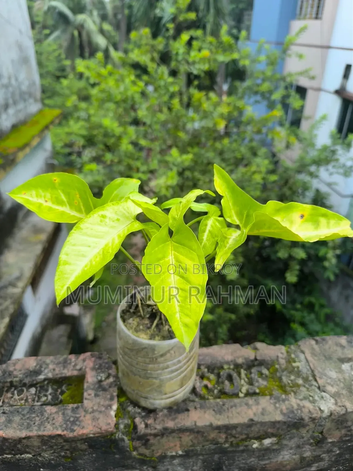 13 Types of Plants for 180 BDT