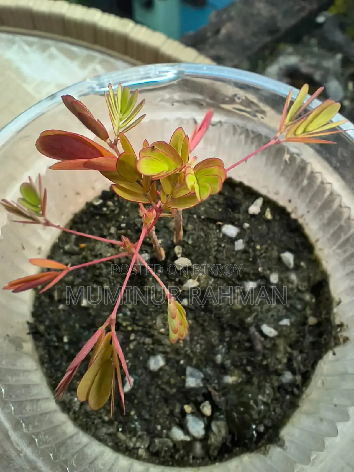 13 Types of Plants for 180 BDT