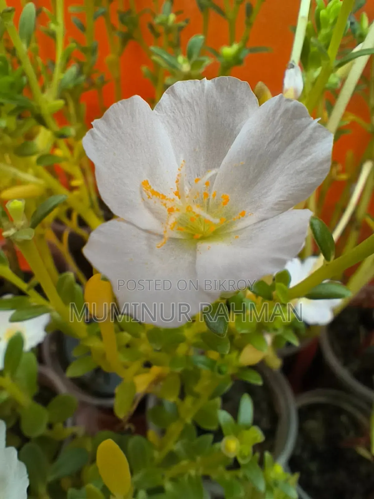 13 Types of Plants for 180 BDT